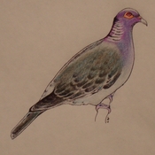 Scaly-naped Pigeon